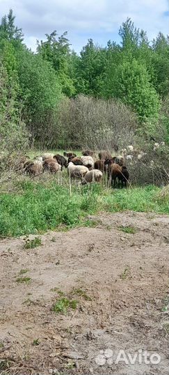 Бараны и ягнята