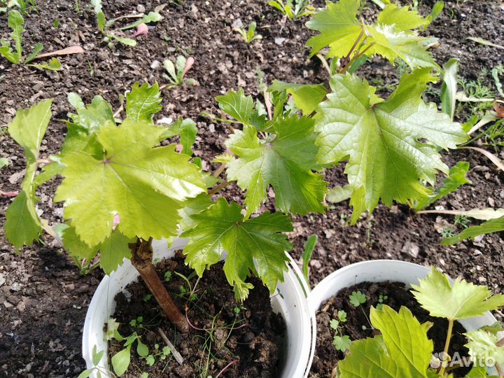 Саженцы винограда