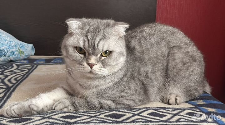 Шотландский кот