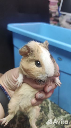 Морские свинки