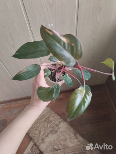 Филодендроны