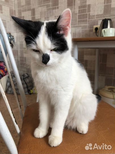 Котята в добрые руки бесплатно