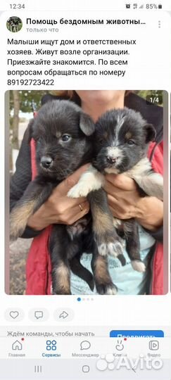 Собаки щенки бесплатно