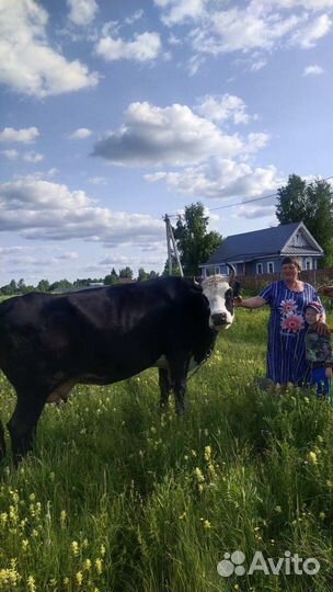 Корова дойная