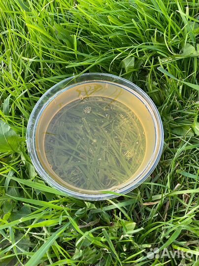 Мед алтайский оптом