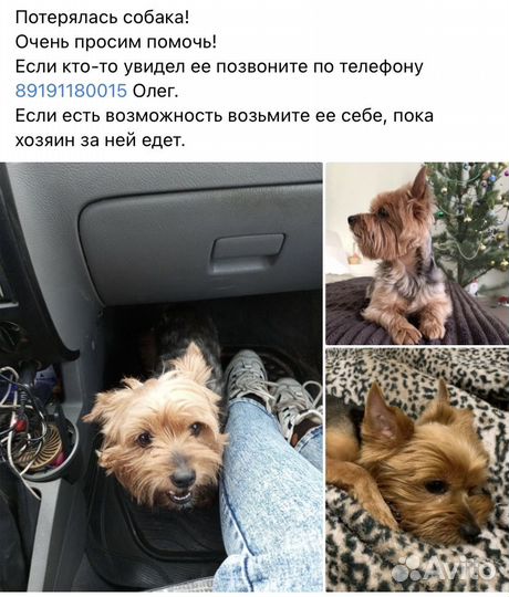 Собаки потеряшки