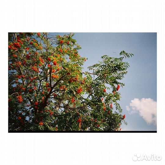 Плёночный фотоаппарат Skina Poche 20