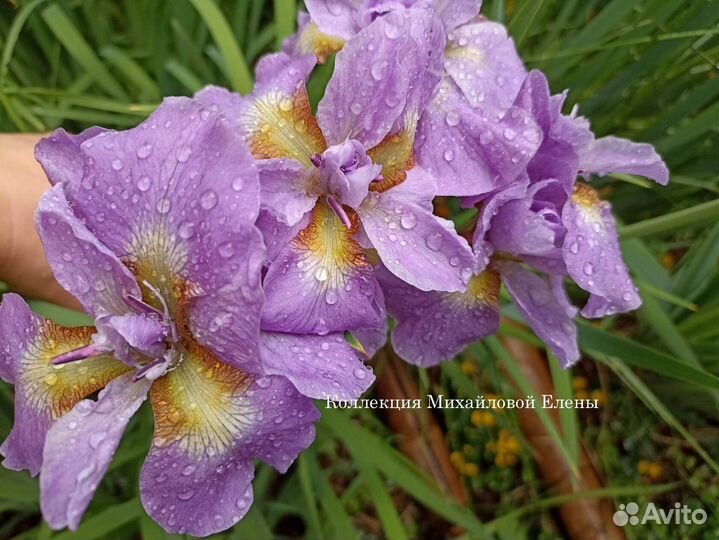 Ирисы сибирские разные