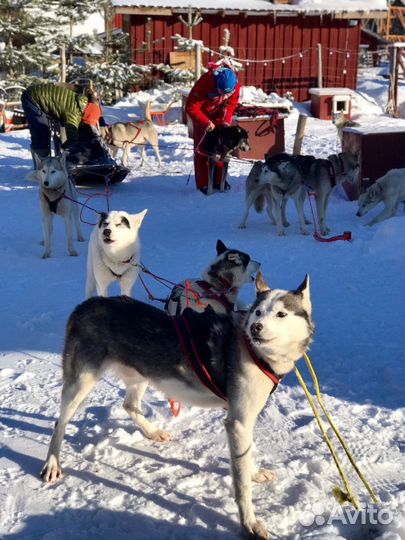 Хаски-упряжки + посещение водопада Кивач