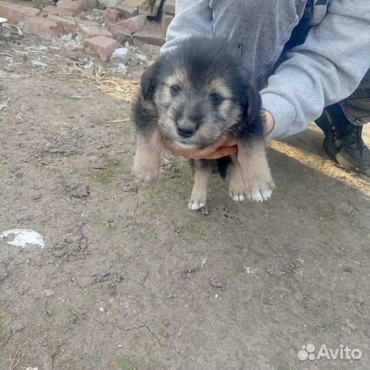 В добрые руки