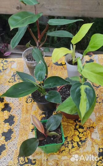 Комнатные растения