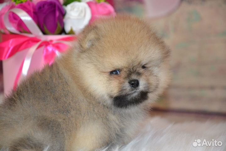 Красивые мишутки