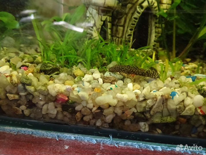 Аквариумные сомы