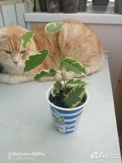 Фикус бенджамина пестролистный