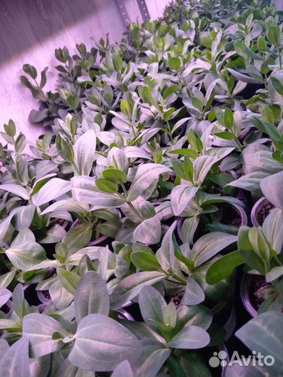 Эустома (рассада)