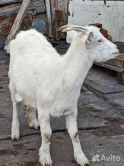 Продается коза