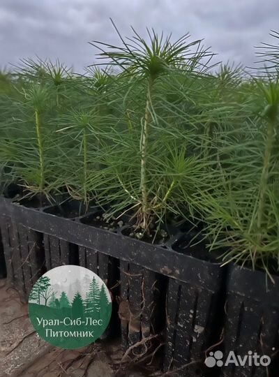 Сеянцы зкс Сосна Ель Лиственница окс Голуб Горн