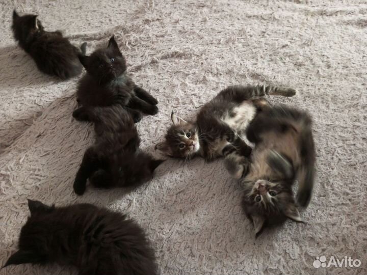 Котята мейн-кун чистокровные