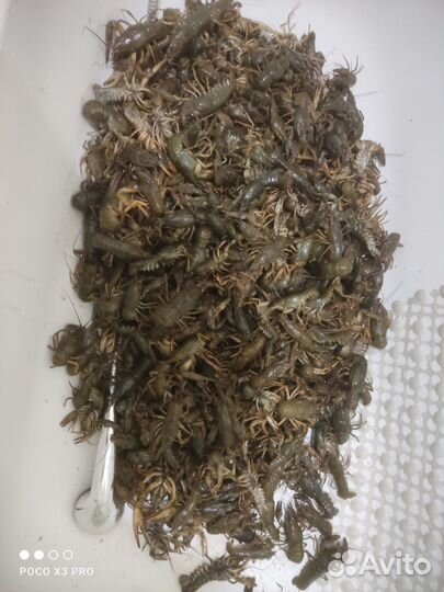 Живые раки