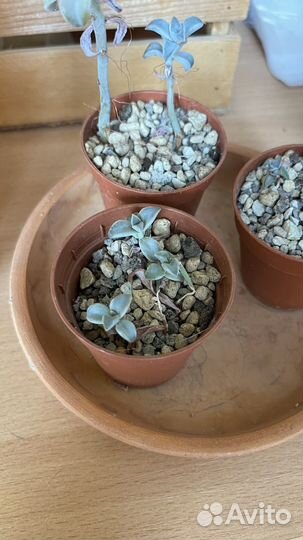 Суккуленты