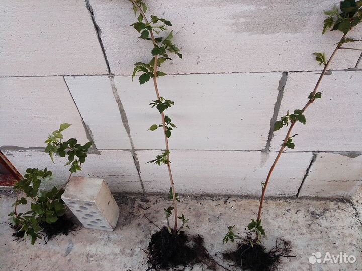 Молодые саженцы малины,сливы,клубники,винограда