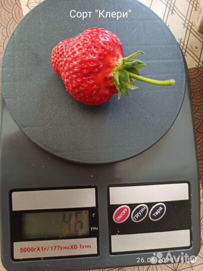 Саженцы клубники