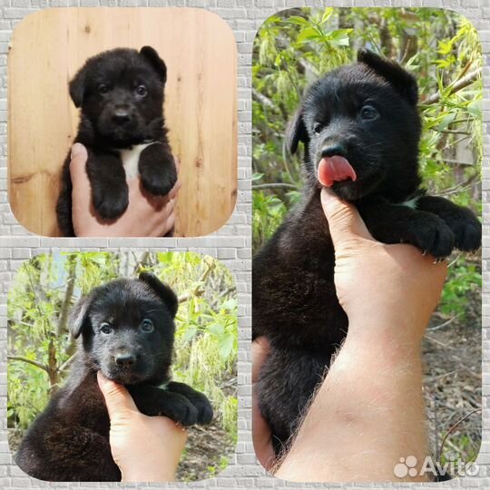 Немецкая овчарка