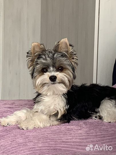 Бивер йорк вязка