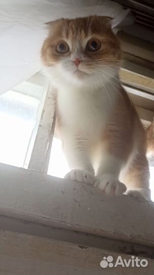 Вислоухие котятки