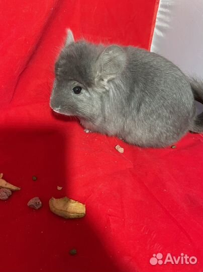 Шиншилла мальчики