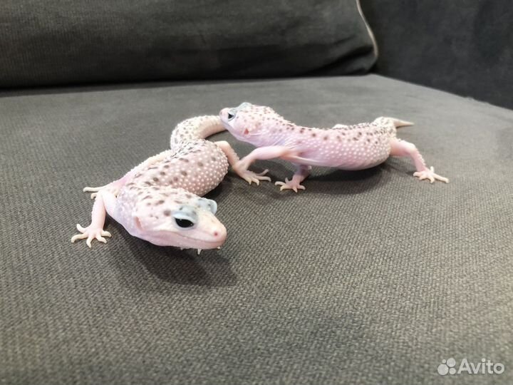 Самец и самка эублефара