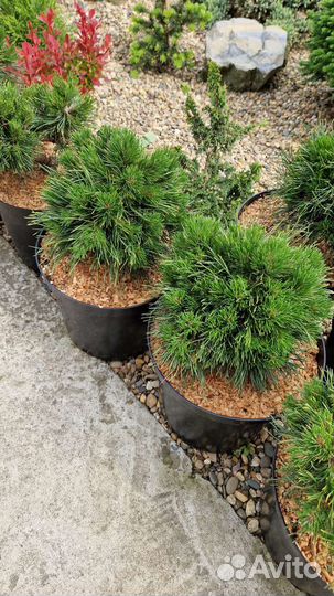 Сосна Варелла