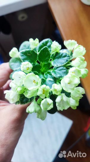 Сортовые фиалки цветущие