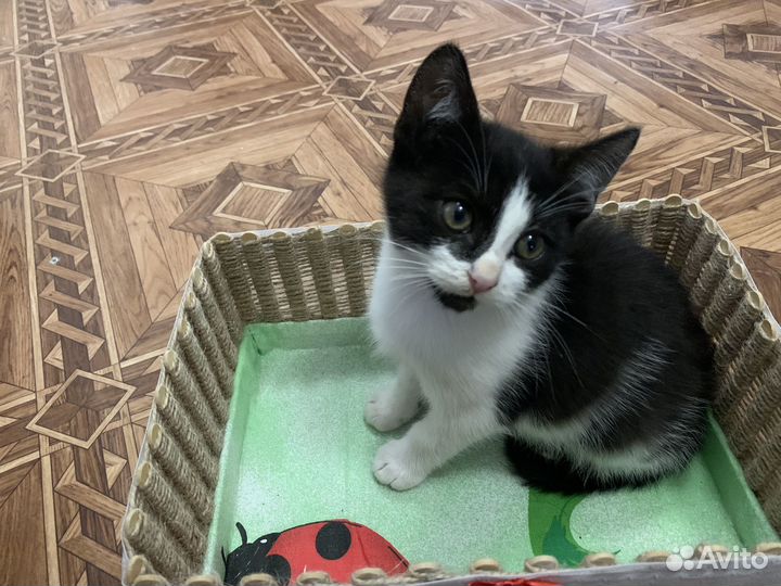 Котята в добрые руки мальчики