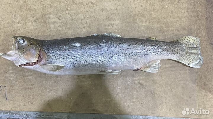 Форель радужная