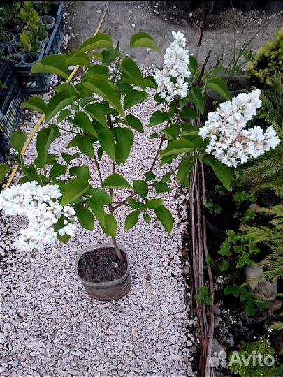 Декоративные кустарники