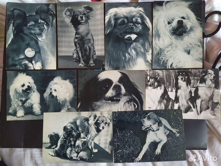 Коллекция открытки животные 1969 год