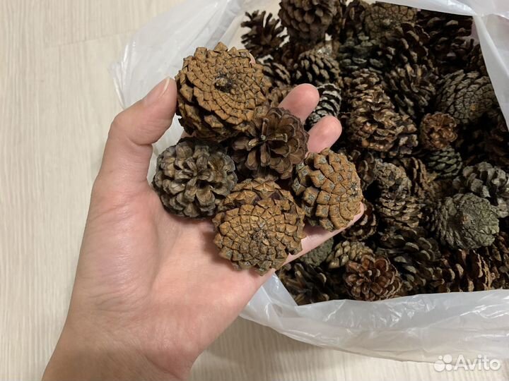 Сосновые шишки