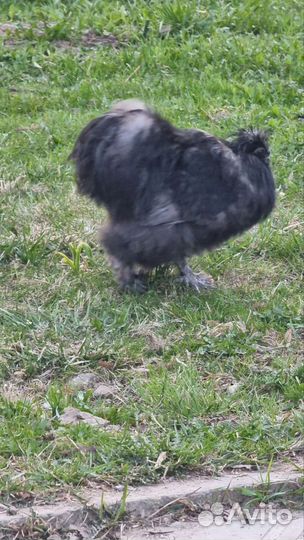 Петух американский абориген