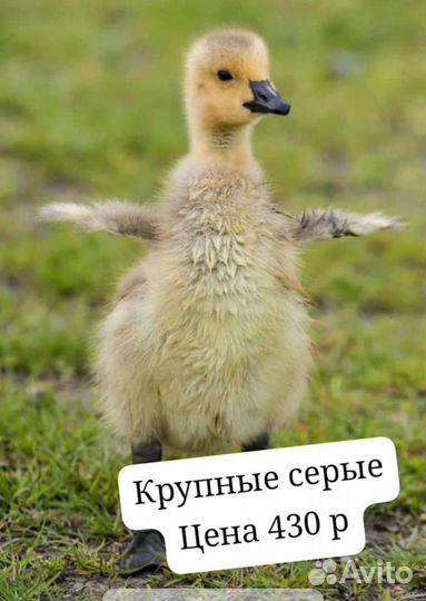 Гуси
