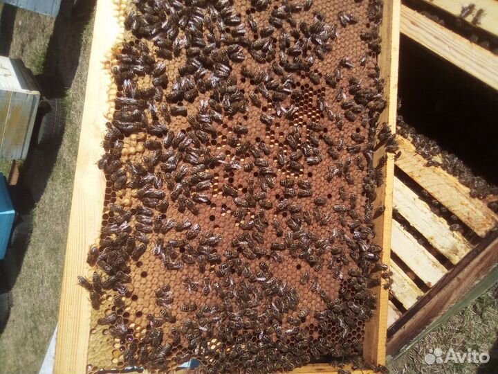 Матки Карника F 1