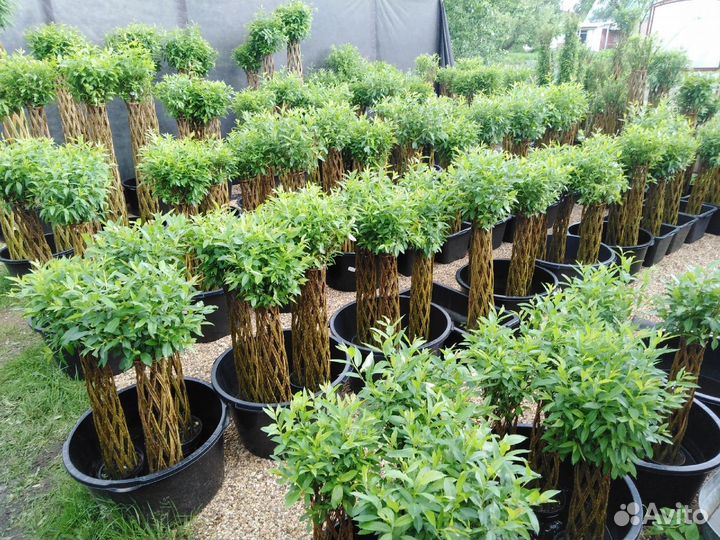 Плетеные деревья из ивы