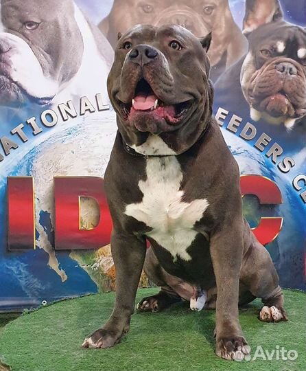 Вязка с американским булли