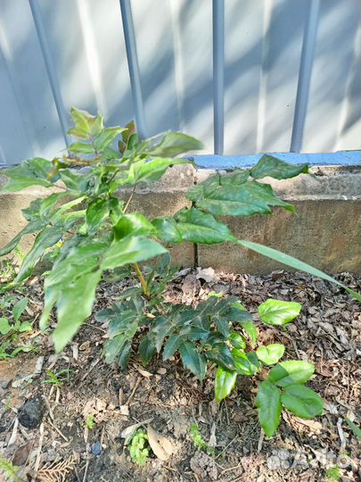 Магония саженец