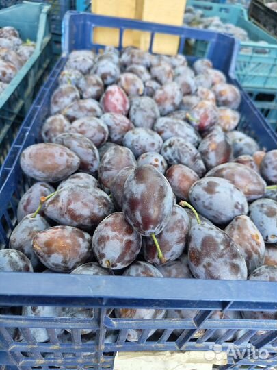 Слива стенлей