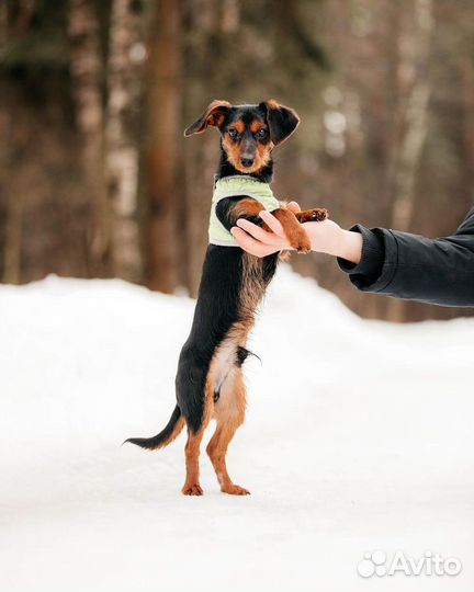 Маленький Дорки ждёт только вас