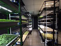 Как открыть вертикальную ферму Бизнес зелень салат