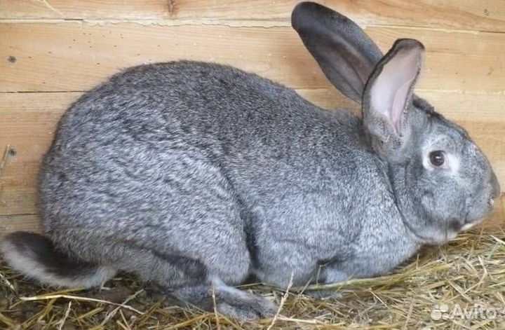 Кролики шиншилла. Белый панон. Шиншила рабочи, год