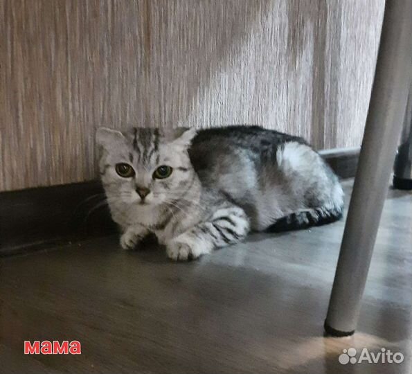 Котята бесплатно