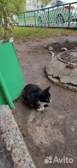 Черный котенок мальчик